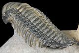 Two, Large, Crotalocephalina Trilobites - Flying Preparation - #131336-6